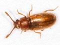 Cryptophagus scanicus